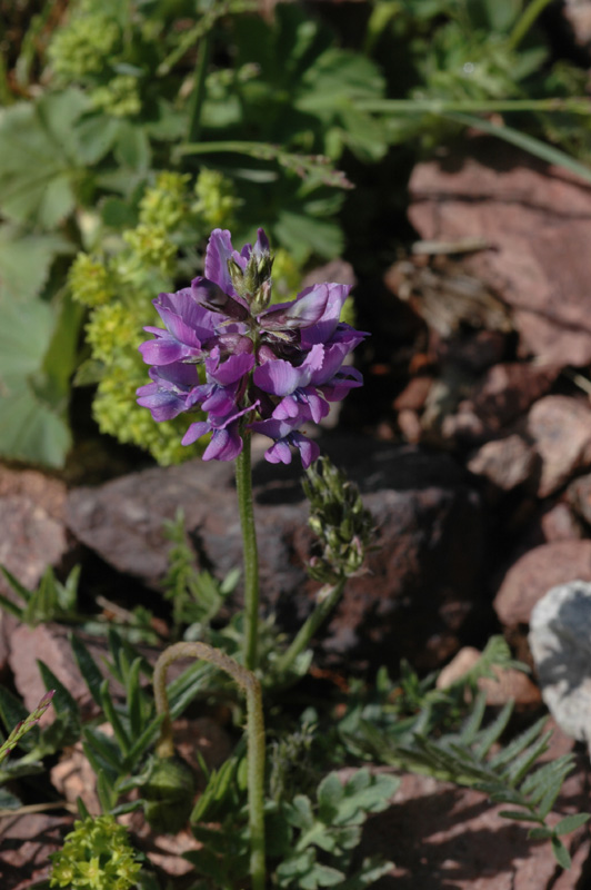 Изображение особи Oxytropis lapponica.