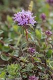 genus Thymus. Верхушка растения с соцветиями. Адыгея, Майкопский р-н, плато Лаго-Наки, хр. Каменное море. 19.07.2015.