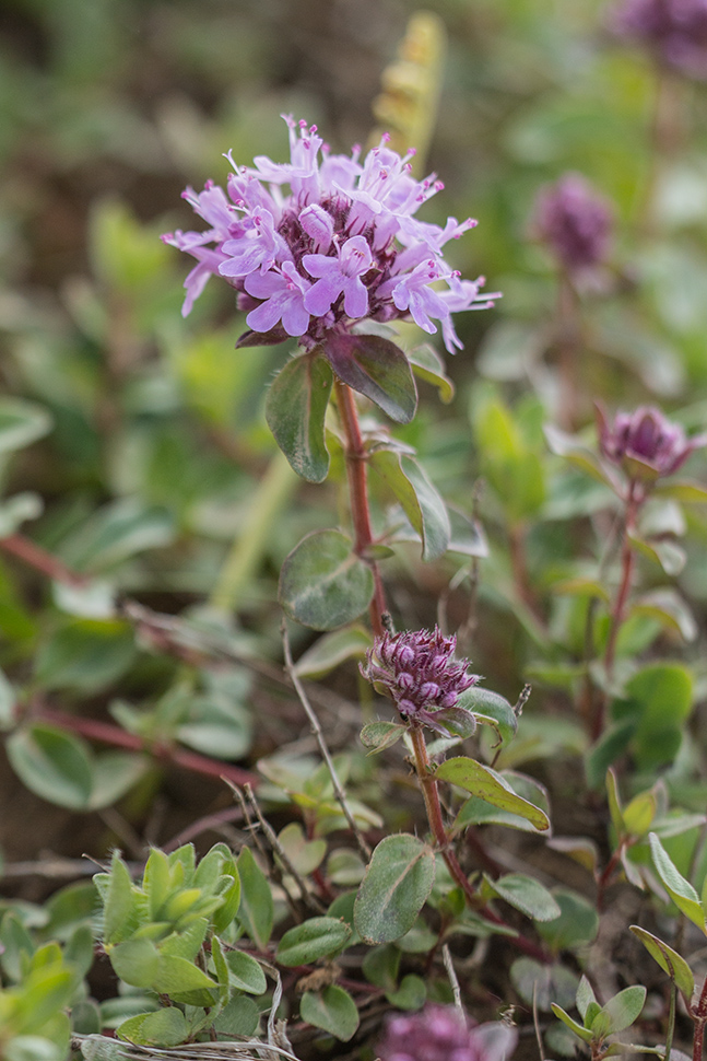 Изображение особи род Thymus.