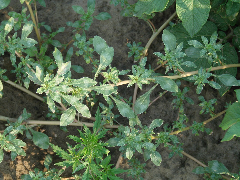 Изображение особи Amaranthus blitoides.