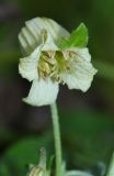 Clematis latisecta. Цветок с аномальным лепестком. Приморский край, Шкотовский р-н, окр. с. Петровка, остепнённый склон, обращенный к долине р. Петровки. 15.08.2015.