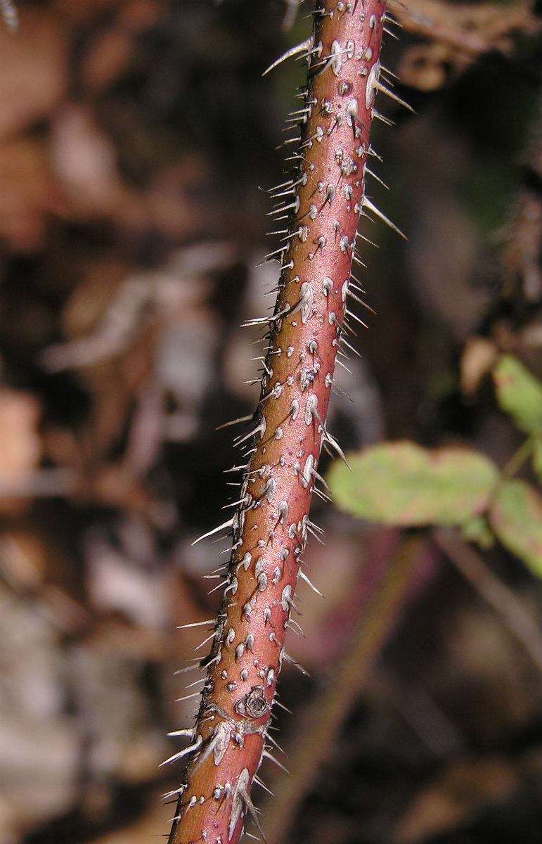 Image of genus Rosa specimen.