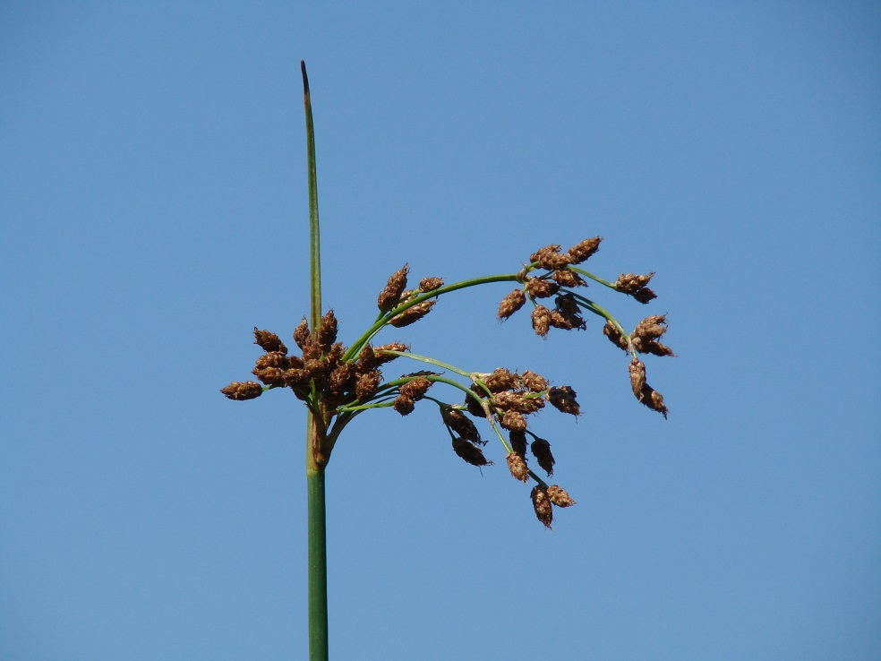 Image of genus Scirpus specimen.