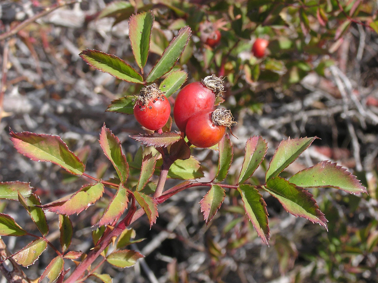 Изображение особи Rosa canina.