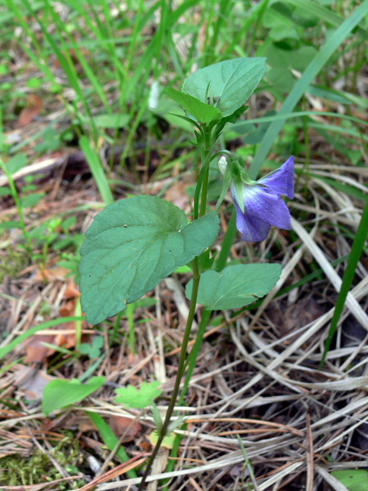 Изображение особи Viola ruppii.