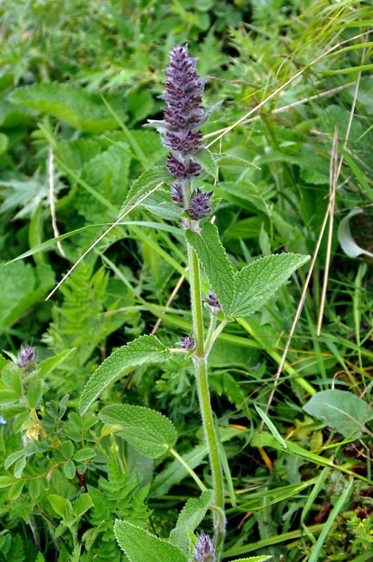 Image of Stachys balansae specimen.