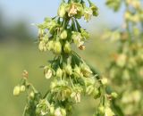 Rumex confertus