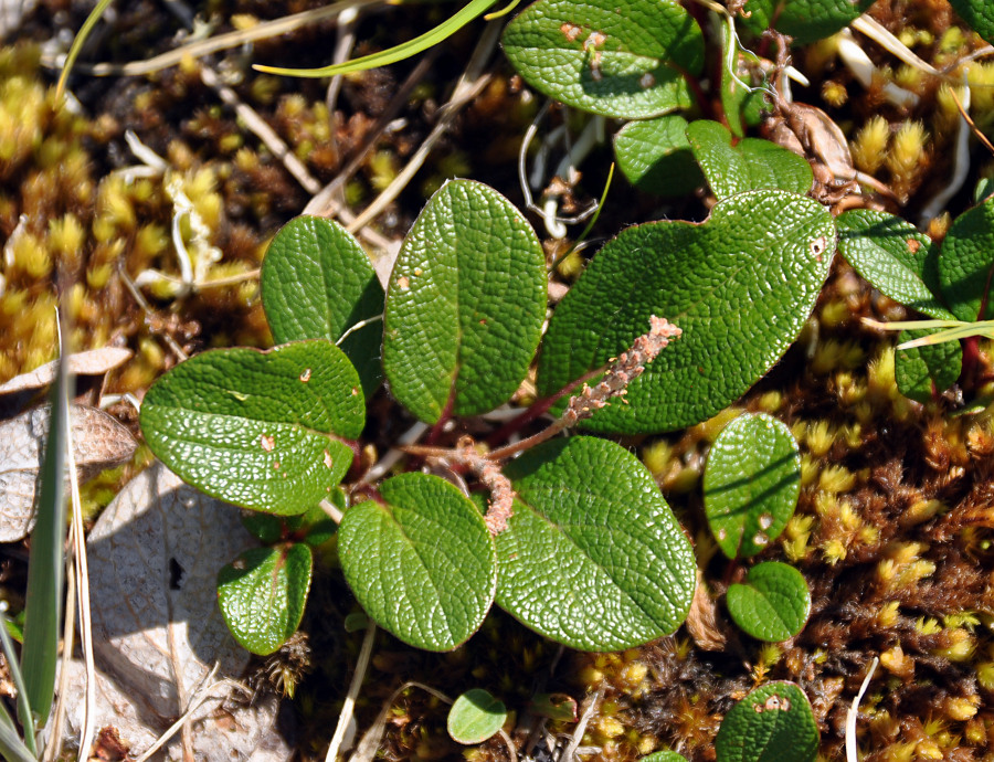 Изображение особи Salix reticulata.