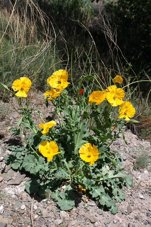 Image of Glaucium fimbrilligerum specimen.