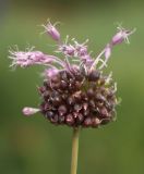 Allium vineale. Соцветие с луковичками. Москва, в культуре (происхождение - Армения). 08.07.2007.