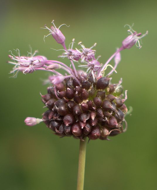 Image of Allium vineale specimen.