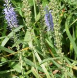 Veronica longifolia