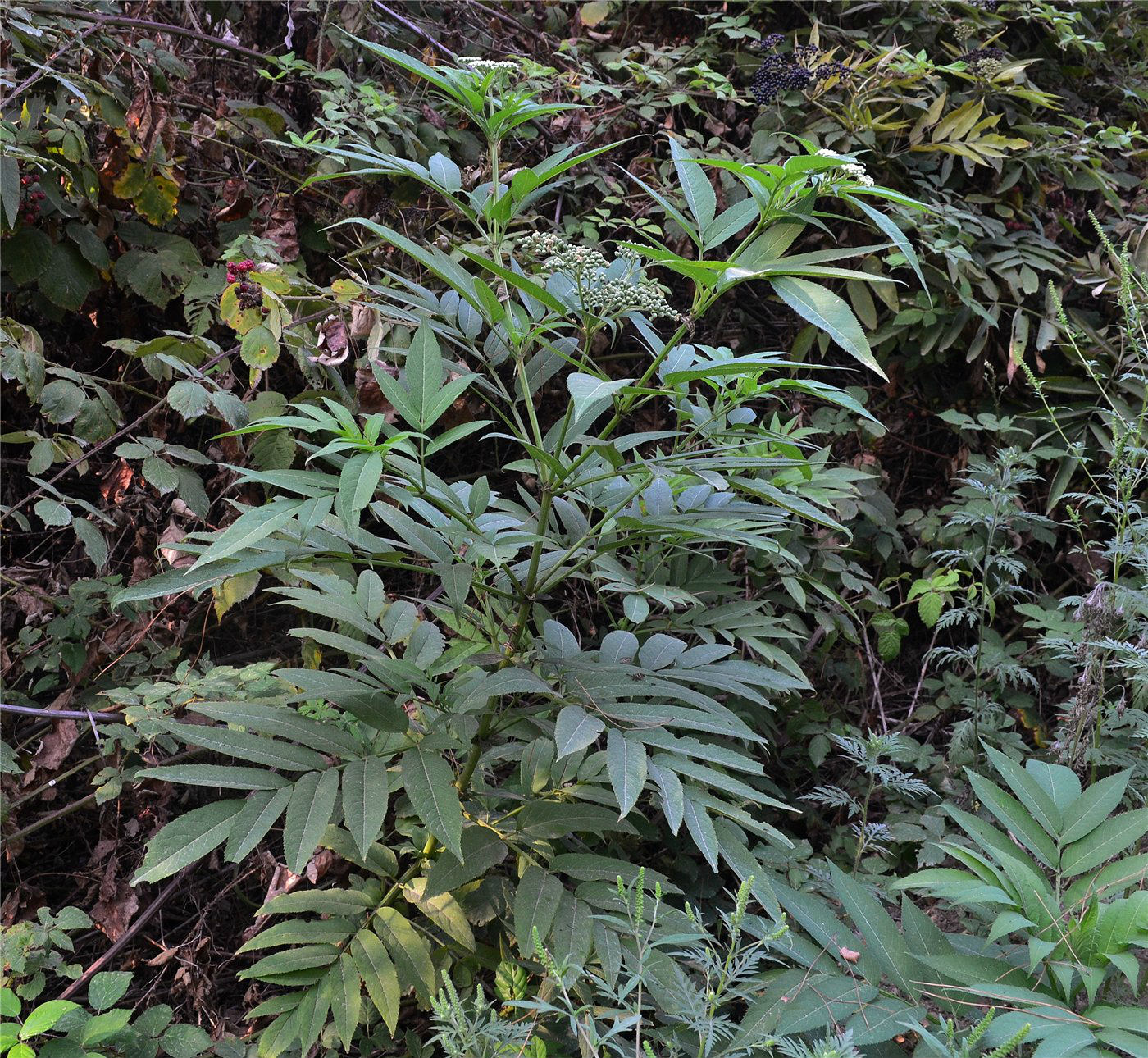Image of Sambucus ebulus specimen.