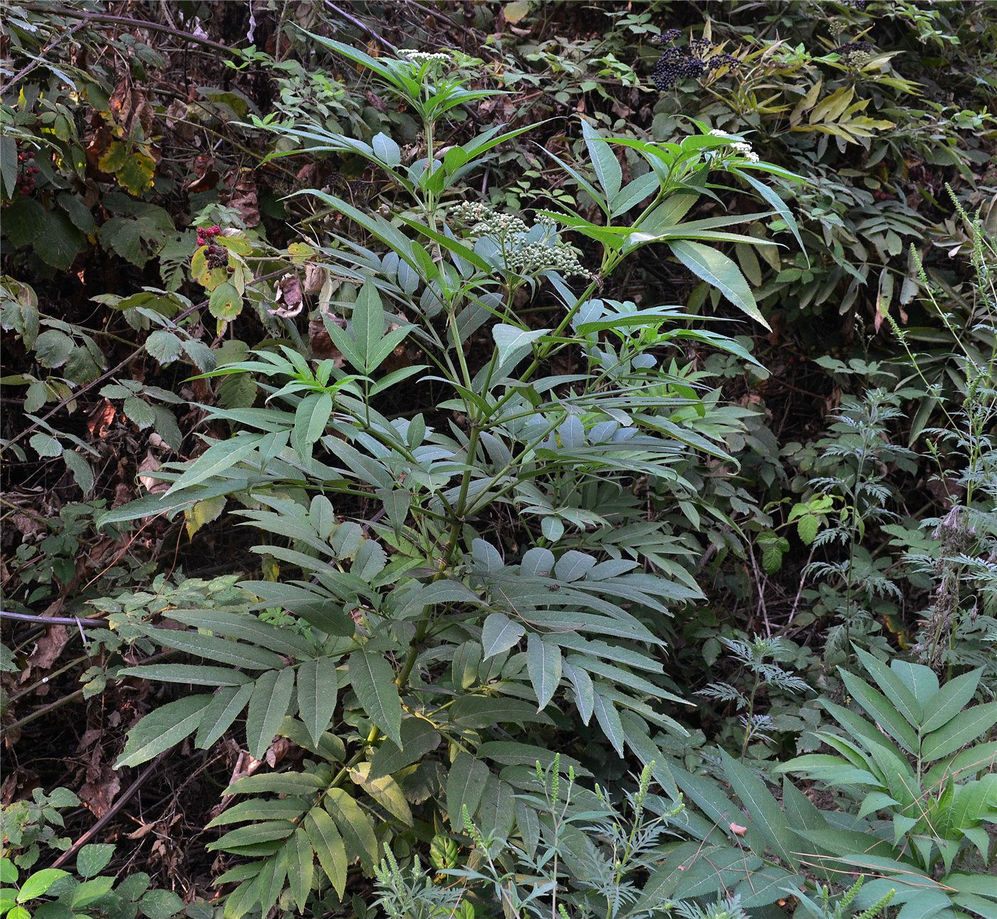 Изображение особи Sambucus ebulus.