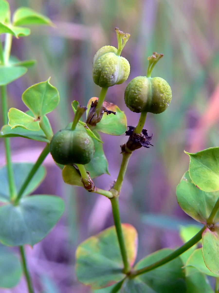 Image of Euphorbia gmelinii specimen.