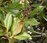 Magnolia grandiflora