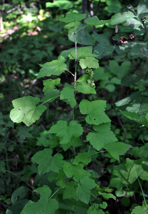 Изображение особи Ribes mandshuricum.