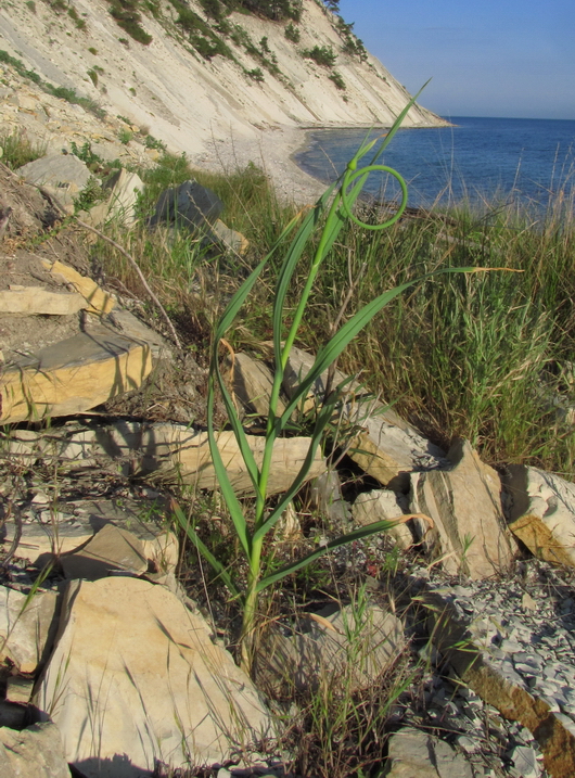 Изображение особи Allium atroviolaceum.