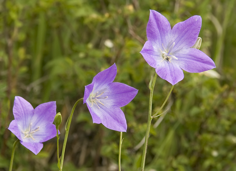 Изображение особи Campanula altaica.