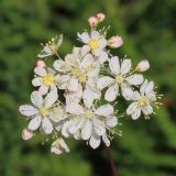 Filipendula vulgaris. Соцветие. Ростовская обл., Неклиновский р-н, Большенеклиновское с/п, \"Миусский склон\" в дол. р. Миус, средняя, крутая часть склона. 03.06.2016.