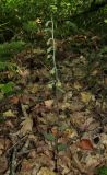 Epipactis microphylla
