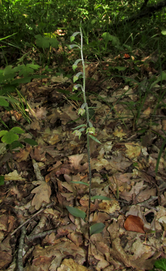 Изображение особи Epipactis microphylla.