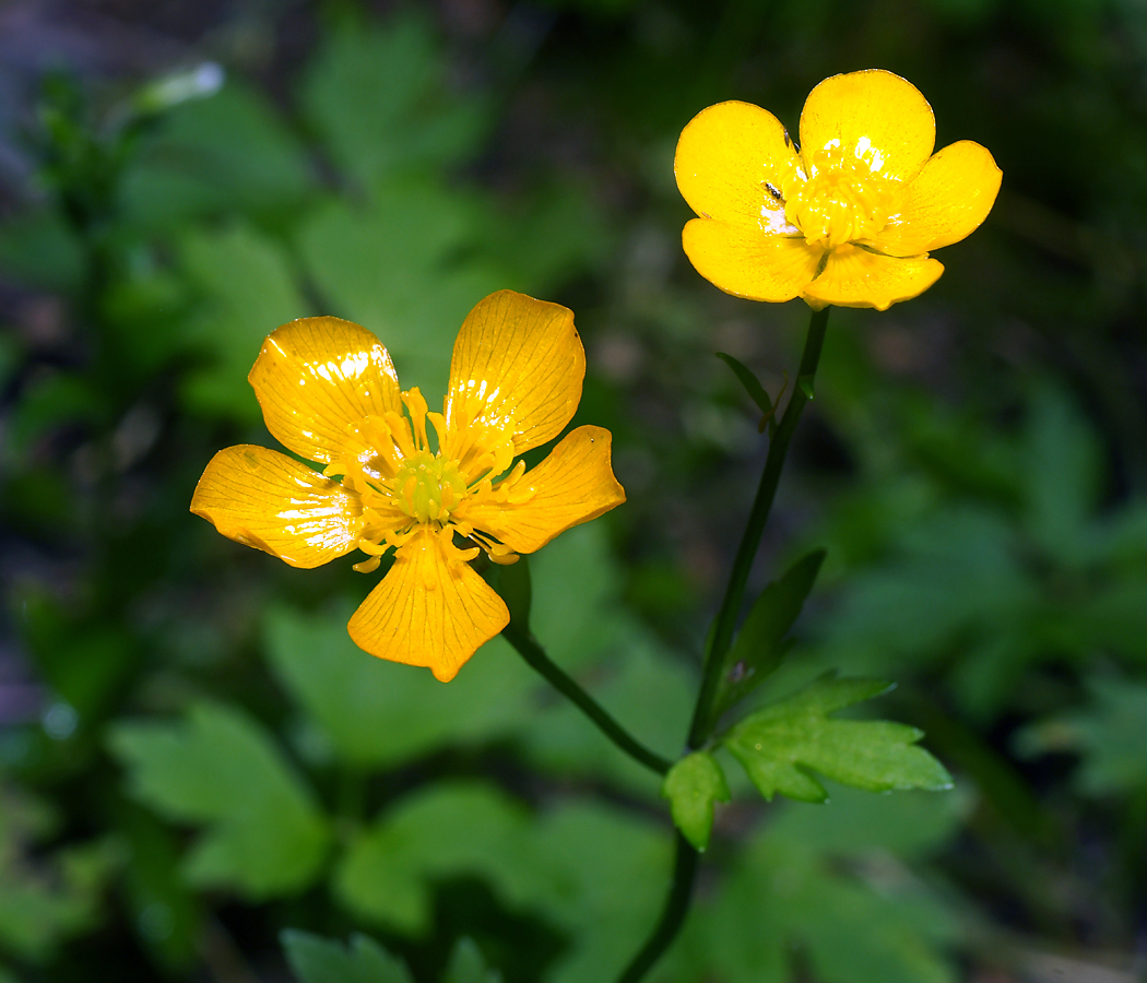 Изображение особи Ranunculus repens.