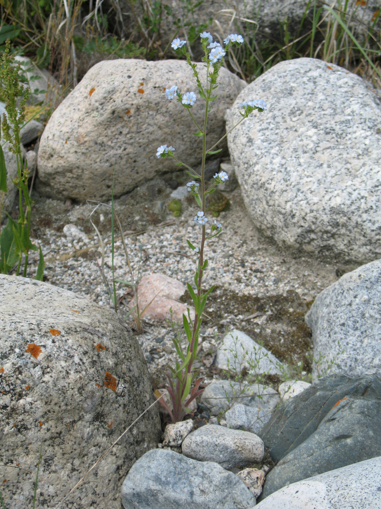 Image of genus Lappula specimen.