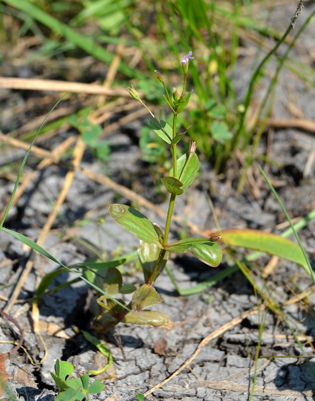 Image of Lindernia procumbens specimen.