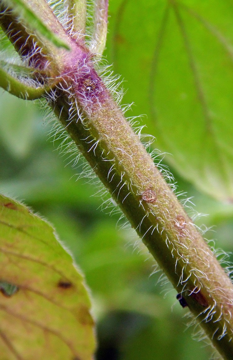 Image of Clinopodium caucasicum specimen.