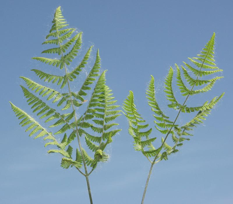 Image of Gymnocarpium robertianum specimen.