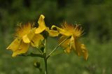 Hypericum ascyron