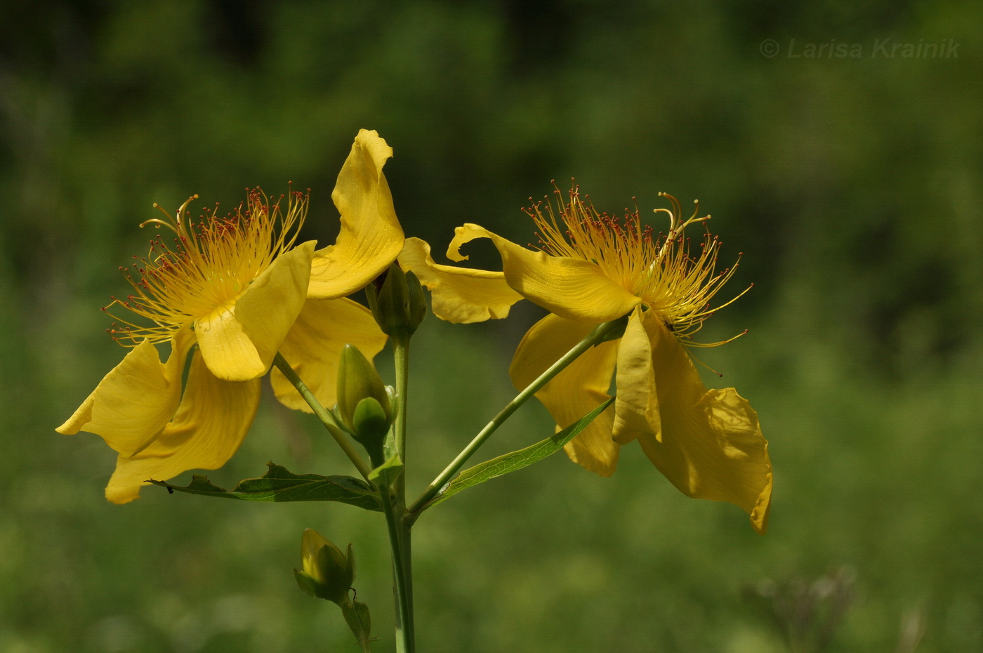 Hypericum ascyron. Зверобой большой Томская область. Зверобой большой