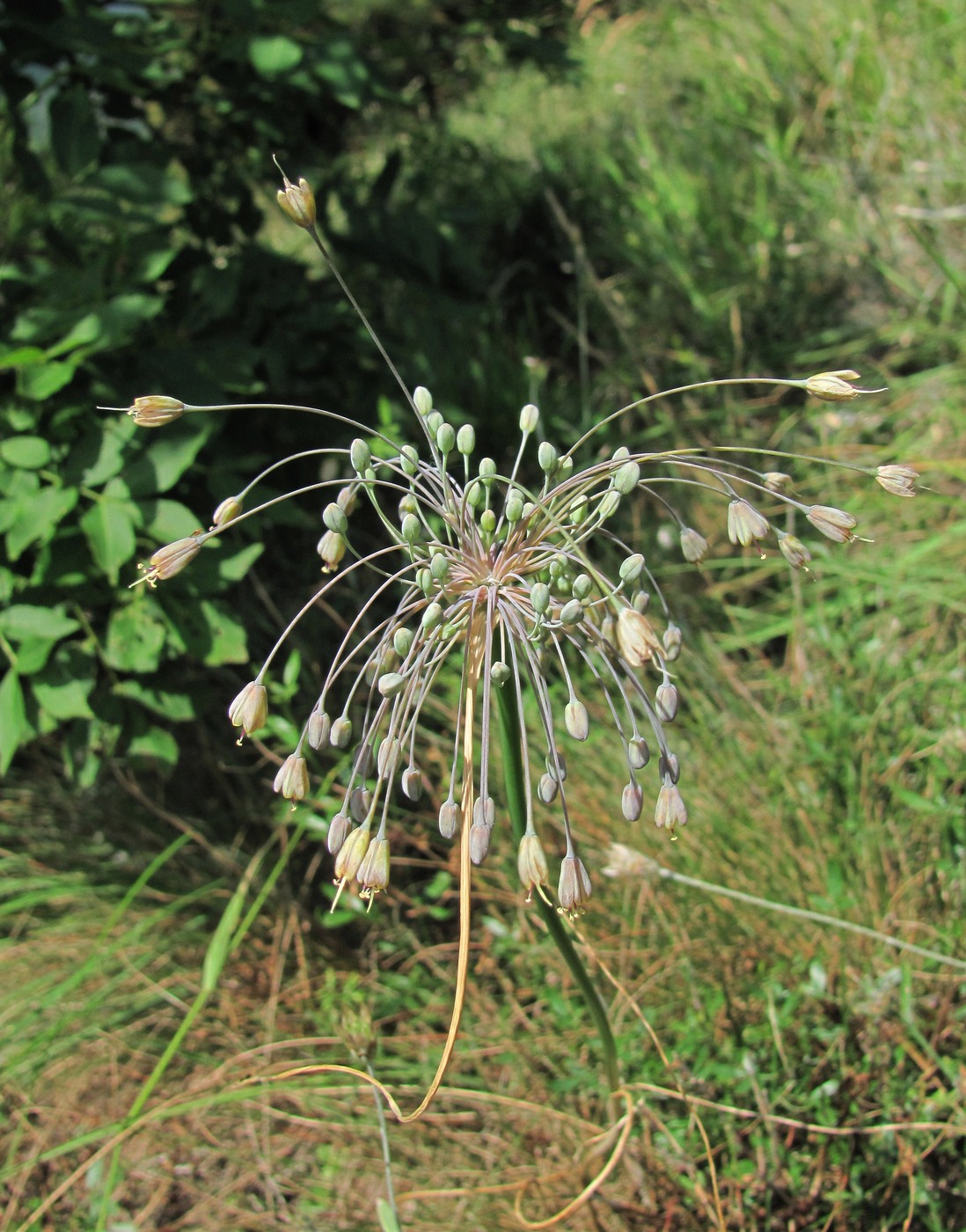 Изображение особи Allium paczoskianum.