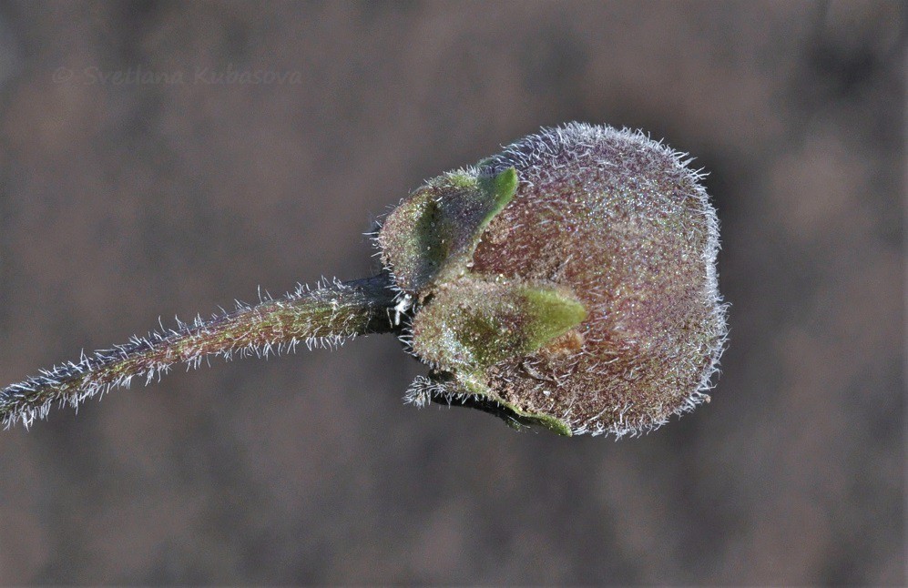 Image of Viola hirta specimen.