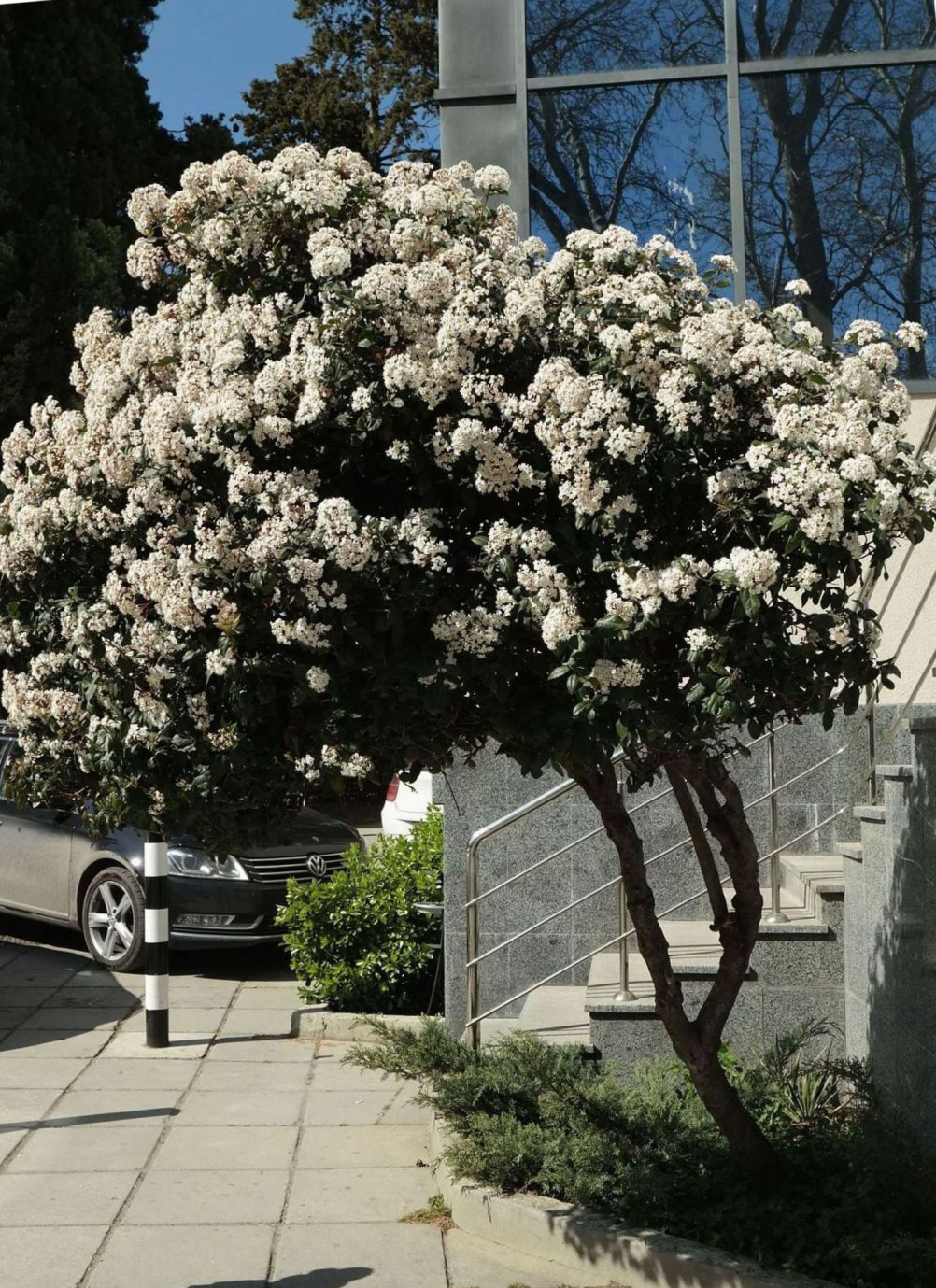 Изображение особи Viburnum tinus.