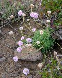 Armeria maritima. Цветущее растение. Исландия, окр. г. Кефлавик, бровка обрывистого склона к морю. 31.07.2016.