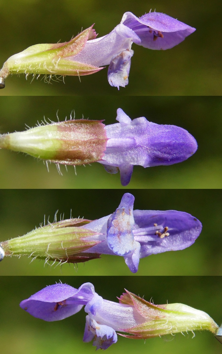 Image of Prunella vulgaris specimen.