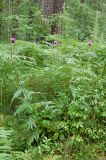 Cirsium heterophyllum. Цветущие растения на лесной поляне. Новосибирская обл., Мошковский р-н, сосново-берёзовый лес. 19.07.2009.
