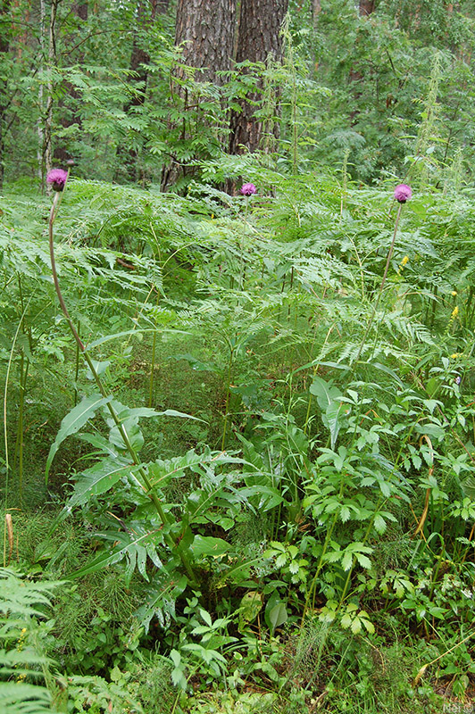 Изображение особи Cirsium heterophyllum.