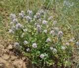 Thymus marschallianus. Цветущее растение. Краснодарский край, г. Усть-Лабинск, склон правого берега Кубани, останец степной растительности. 24.05.2015.