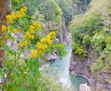 Solidago virgaurea ssp. caucasica