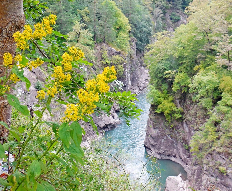 Image of Solidago virgaurea ssp. caucasica specimen.