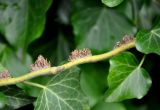 Hedera helix