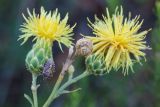 Centaurea salonitana