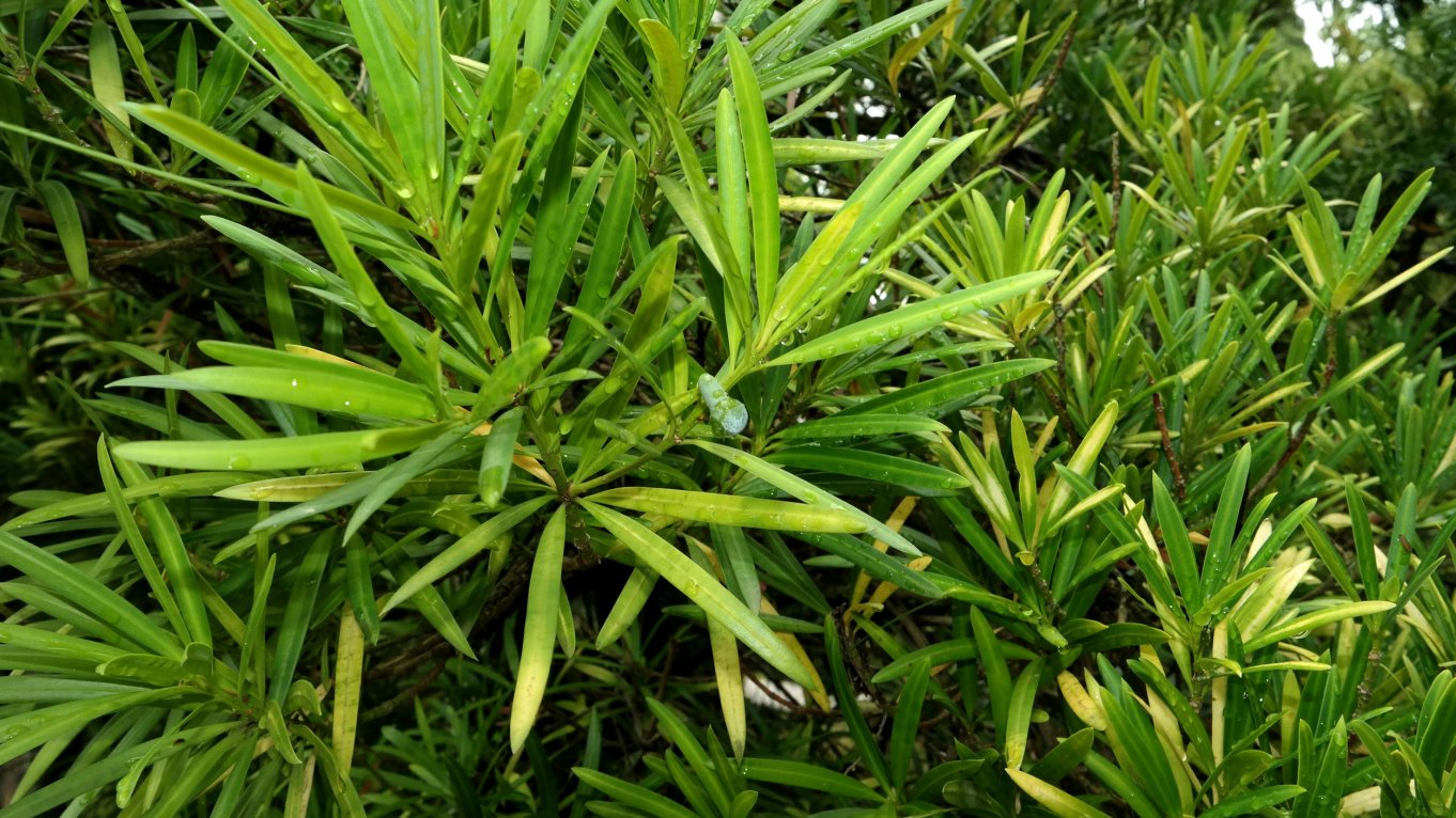 Изображение особи Podocarpus macrophyllus.