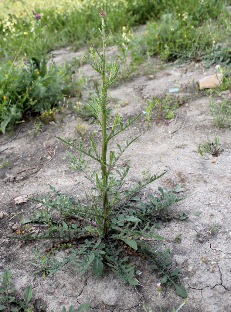 Image of Centaurea sintenisiana specimen.