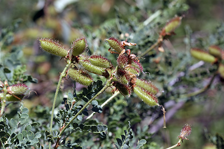 Изображение особи Calophaca tianschanica.