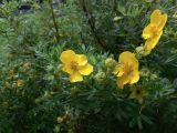 Dasiphora fruticosa. Верхушки веточек с цветками и бутонами. Приморский край, г. Владивосток, Ленинский р-н, Адмиральский сквер. 01.08.2016.