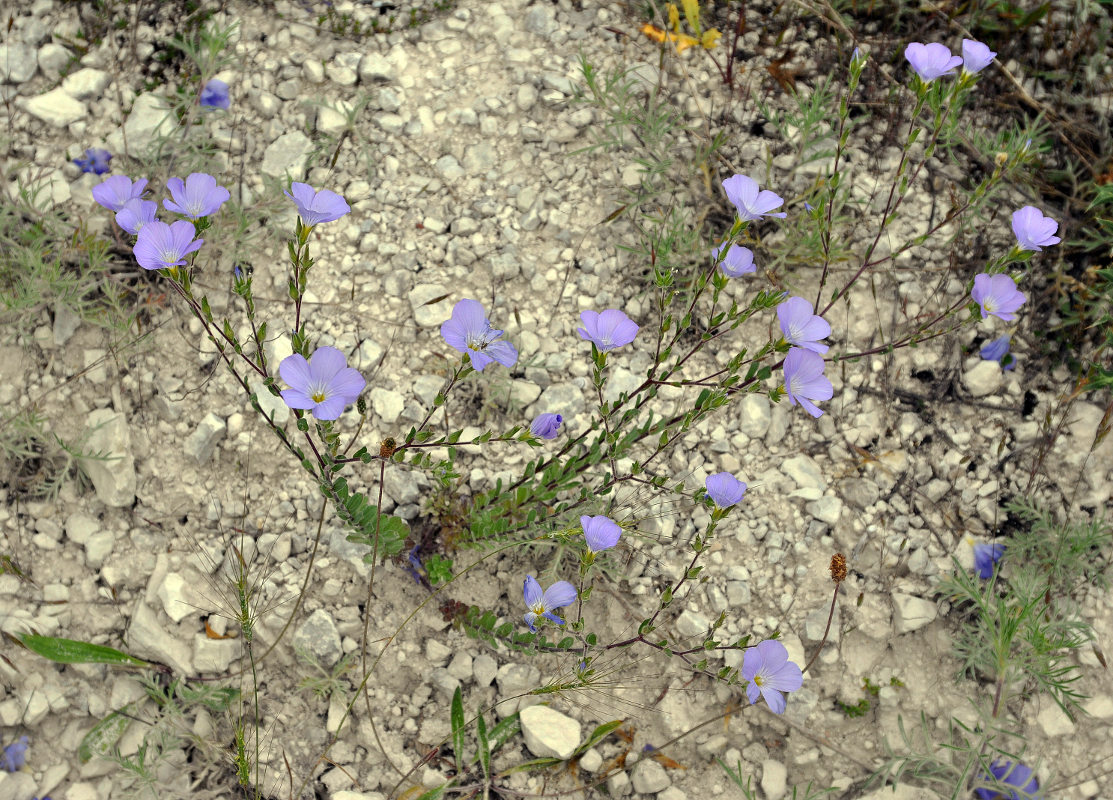 Изображение особи Linum hirsutum.